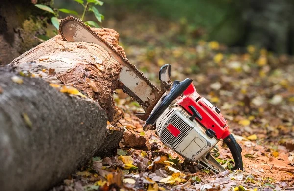 Tree Service in Puyallup's other services
